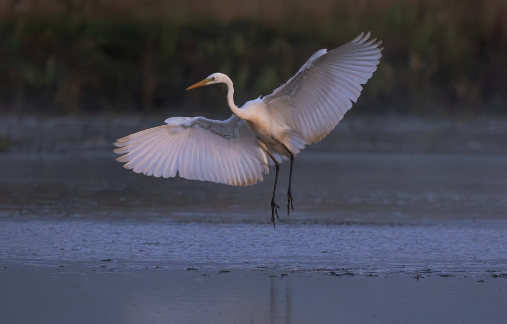 Фотографія Животные / Олександр Ярмошевич / photographers.ua