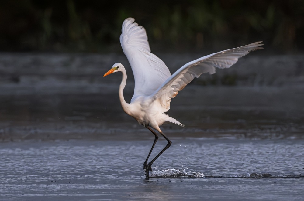 Фотографія Мить легкості ... / Олександр Ярмошевич / photographers.ua