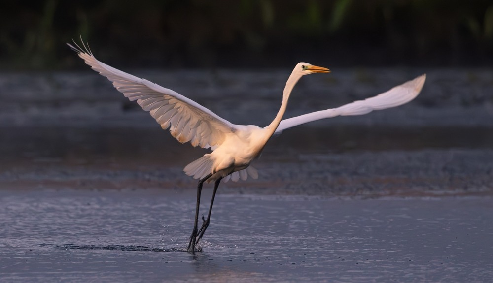 Фотографія Біла грація ... / Олександр Ярмошевич / photographers.ua