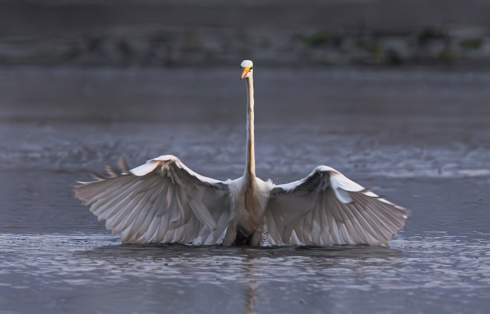 Фотографія Животные / Олександр Ярмошевич / photographers.ua