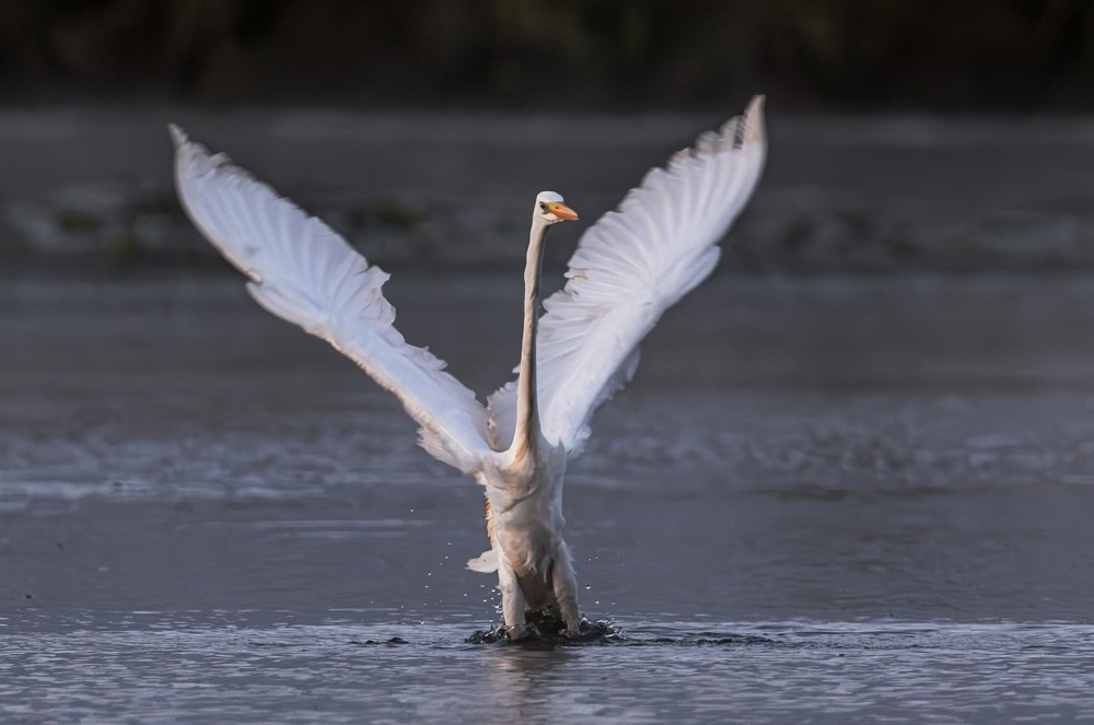 Фотографія Мить злету ... / Олександр Ярмошевич / photographers.ua