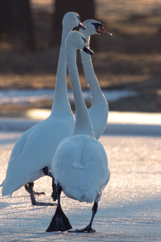 Фотографія Животные / Олександр Ярмошевич / photographers.ua