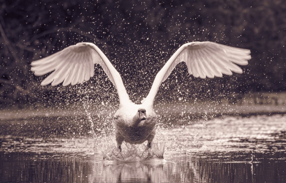 Фотографія Животные / Олександр Ярмошевич / photographers.ua