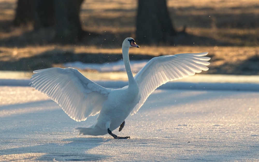 Фотографія Животные / Олександр Ярмошевич / photographers.ua