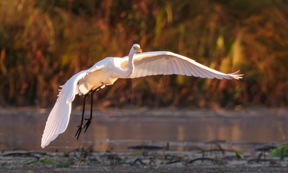 Фотографія Животные / Олександр Ярмошевич / photographers.ua
