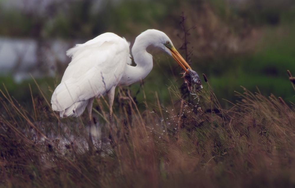 Фотографія Здобич чепури ... / Олександр Ярмошевич / photographers.ua