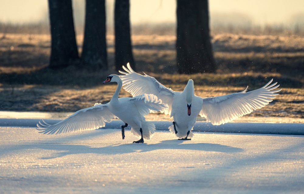 Фотографія Животные / Олександр Ярмошевич / photographers.ua