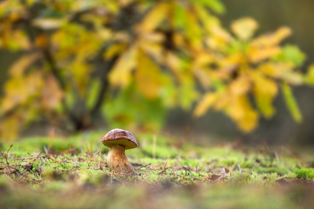 Фотографія ***** / Олександр Ярмошевич / photographers.ua