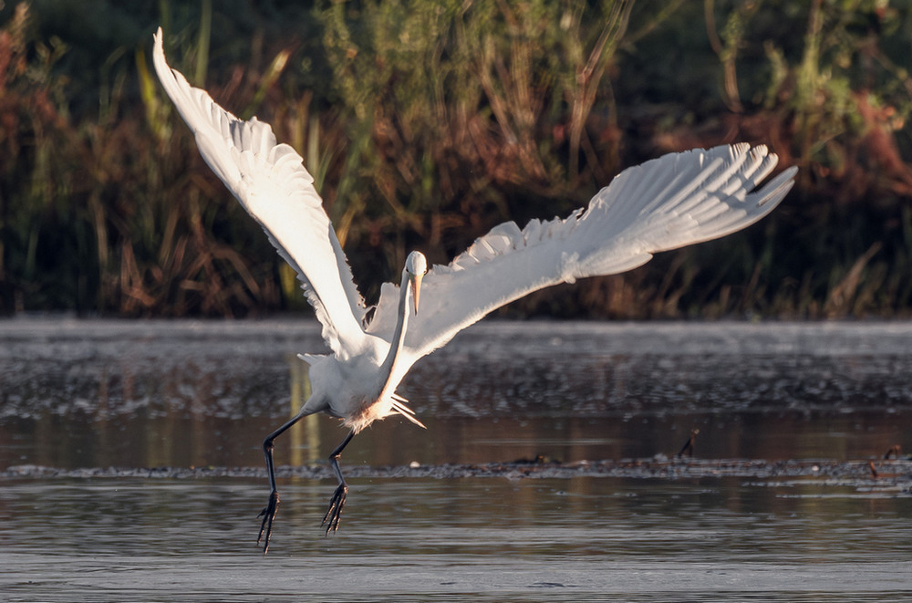 Фотографія Час розправити крила ... / Олександр Ярмошевич / photographers.ua