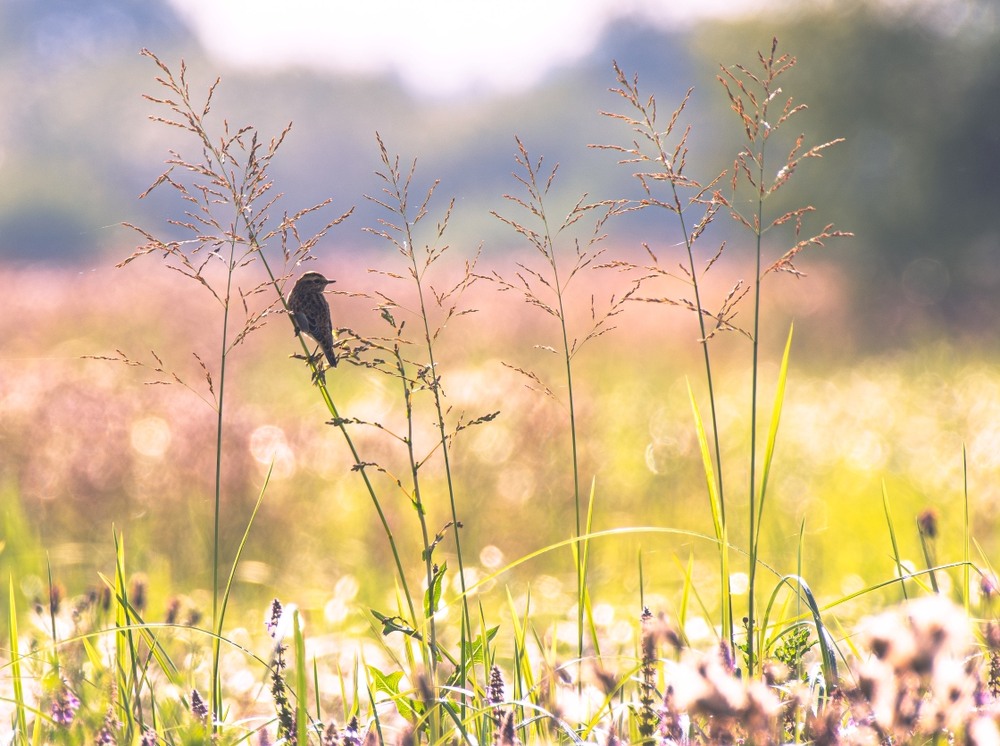 Фотографія Животные / Олександр Ярмошевич / photographers.ua