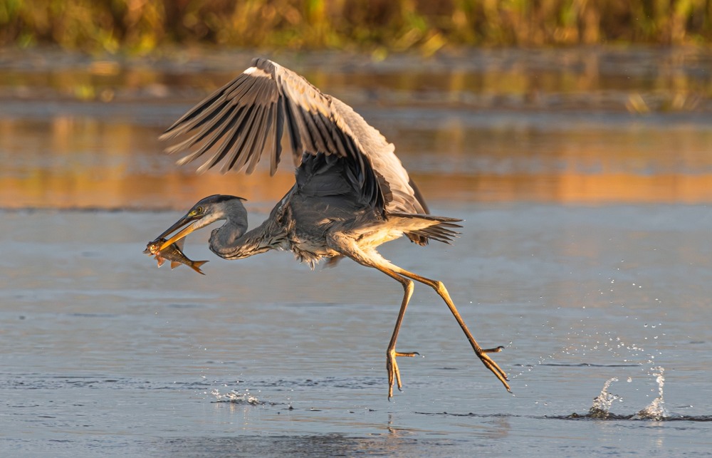 Фотографія Животные / Олександр Ярмошевич / photographers.ua