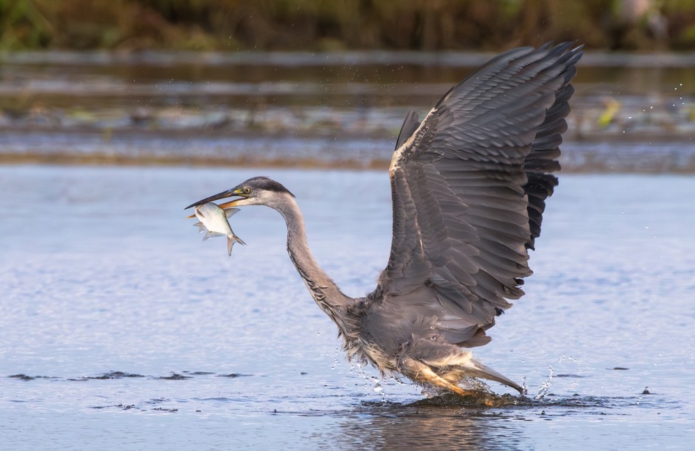 Фотографія ***** / Олександр Ярмошевич / photographers.ua