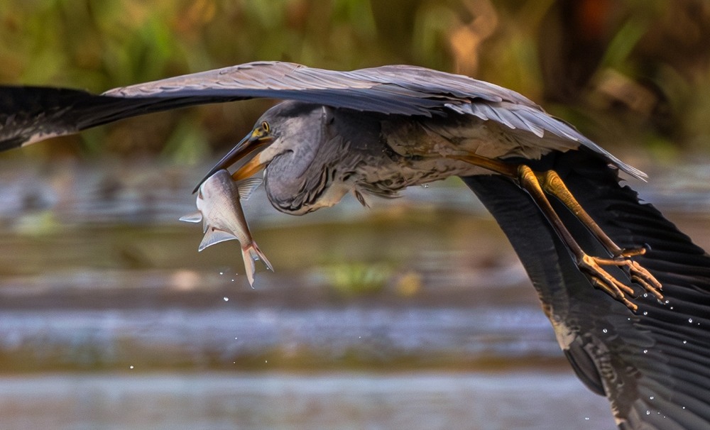Фотографія ***** / Олександр Ярмошевич / photographers.ua