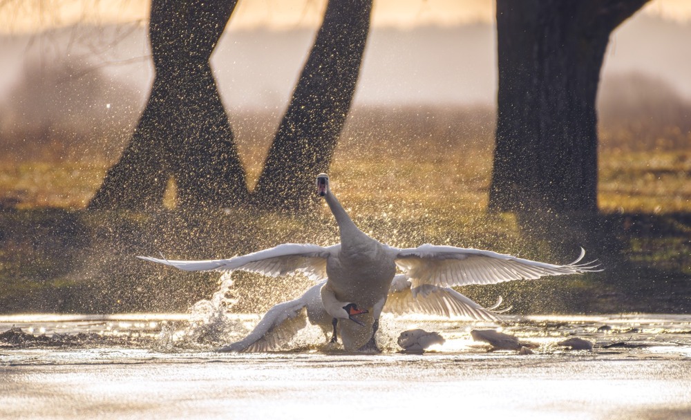 Фотографія Животные / Олександр Ярмошевич / photographers.ua