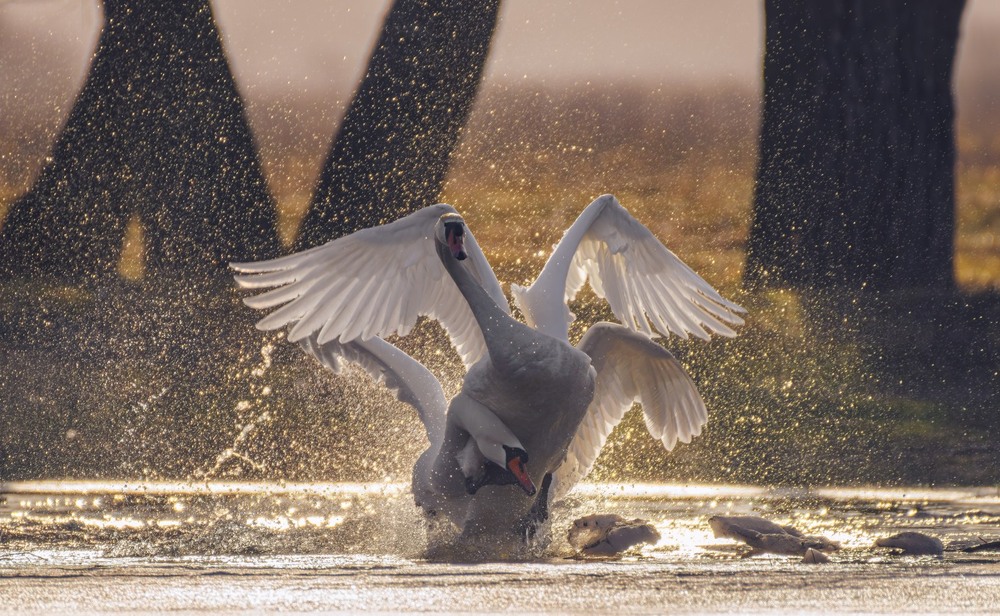 Фотографія Животные / Олександр Ярмошевич / photographers.ua