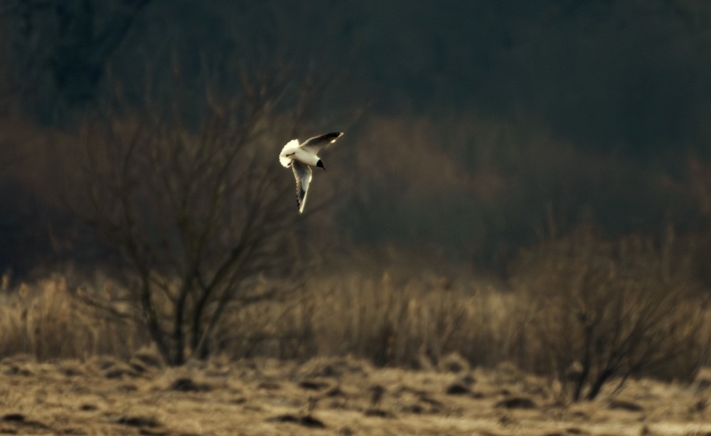 Фотографія Животные / Олександр Ярмошевич / photographers.ua