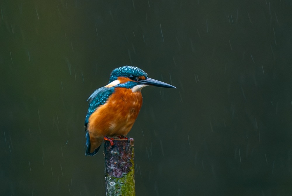 Фотографія Животные / Олександр Ярмошевич / photographers.ua