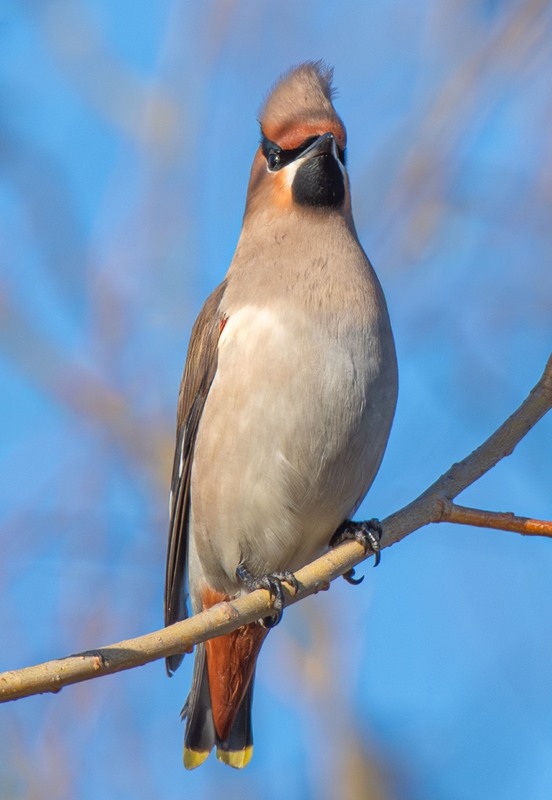 Фотографія Животные / Олександр Ярмошевич / photographers.ua