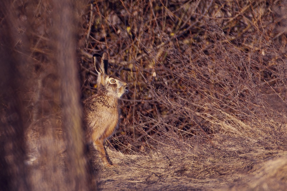 Фотографія Животные / Олександр Ярмошевич / photographers.ua