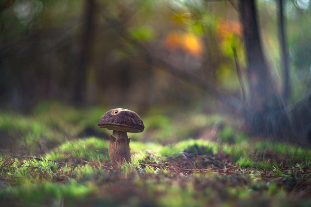 Фотографія Макро / Олександр Ярмошевич / photographers.ua