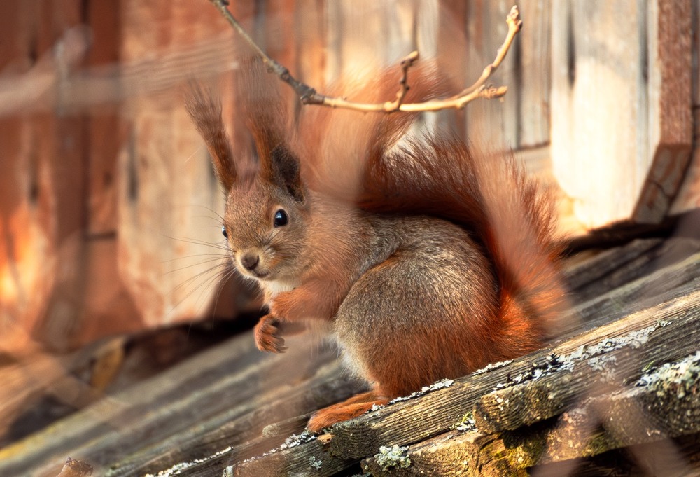 Фотографія Животные / Олександр Ярмошевич / photographers.ua