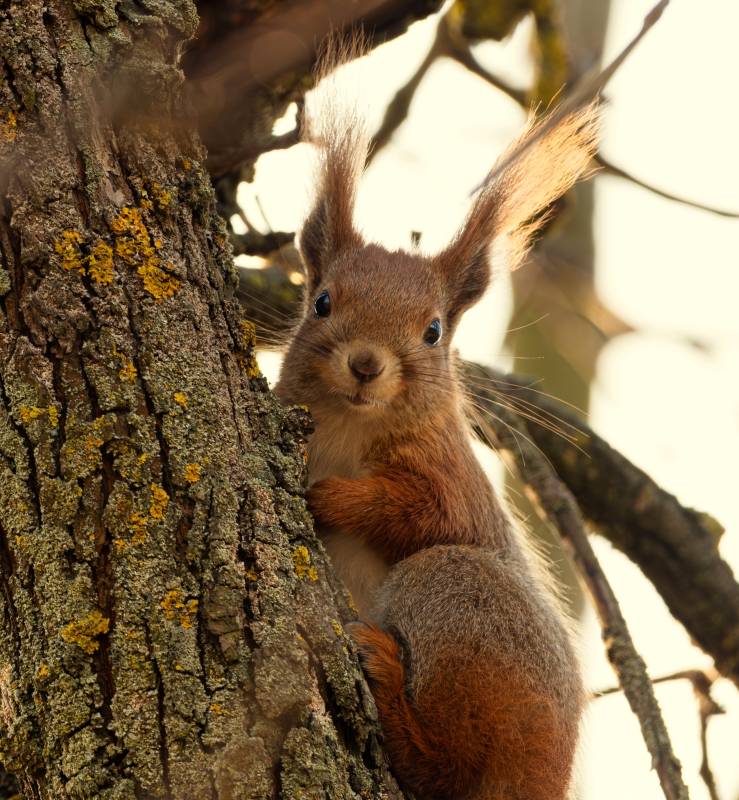 Фотографія Животные / Олександр Ярмошевич / photographers.ua