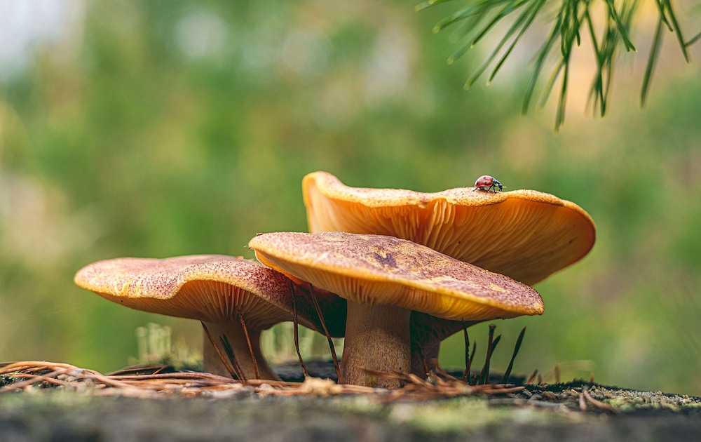 Фотографія Гуляло собі сонечко… / Олександр Ярмошевич / photographers.ua