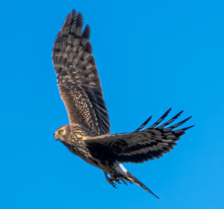 Фотографія Лунь польовий ... / Олександр Ярмошевич / photographers.ua