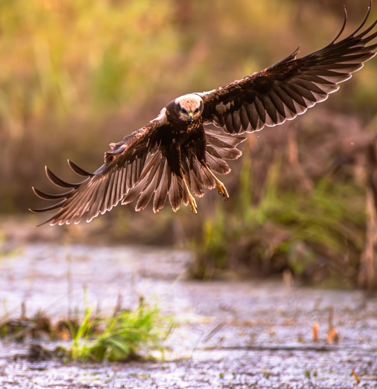 Фотографія Лунь очеретяний… (Circus aeruginosus) / Олександр Ярмошевич / photographers.ua
