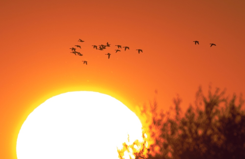 Фотографія Ранковий політ … / Олександр Ярмошевич / photographers.ua