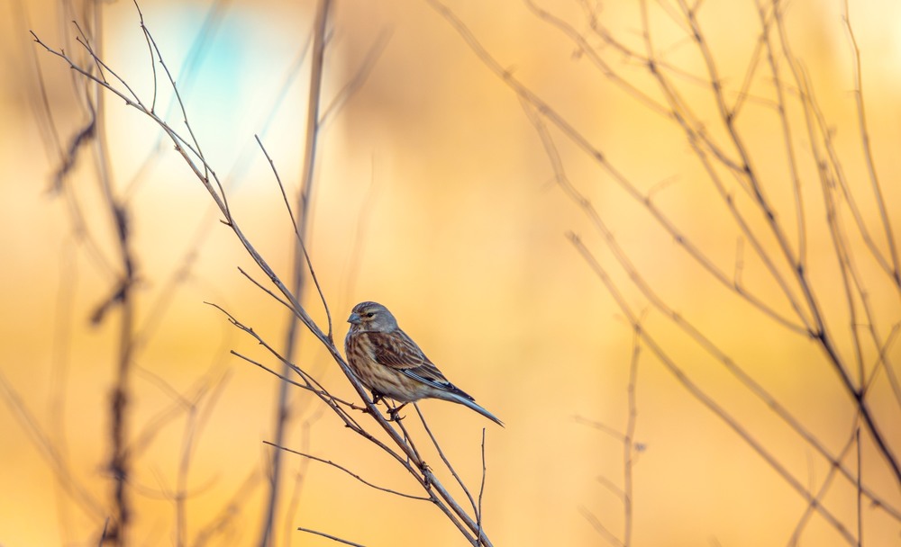 Фотографія Коноплянка ... / Олександр Ярмошевич / photographers.ua