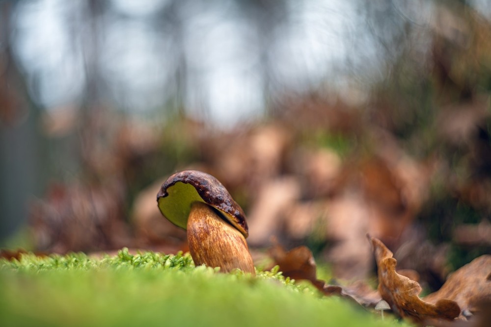 Фотографія Макро / Олександр Ярмошевич / photographers.ua