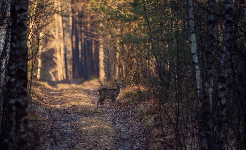 Фотографія Животные / Олександр Ярмошевич / photographers.ua