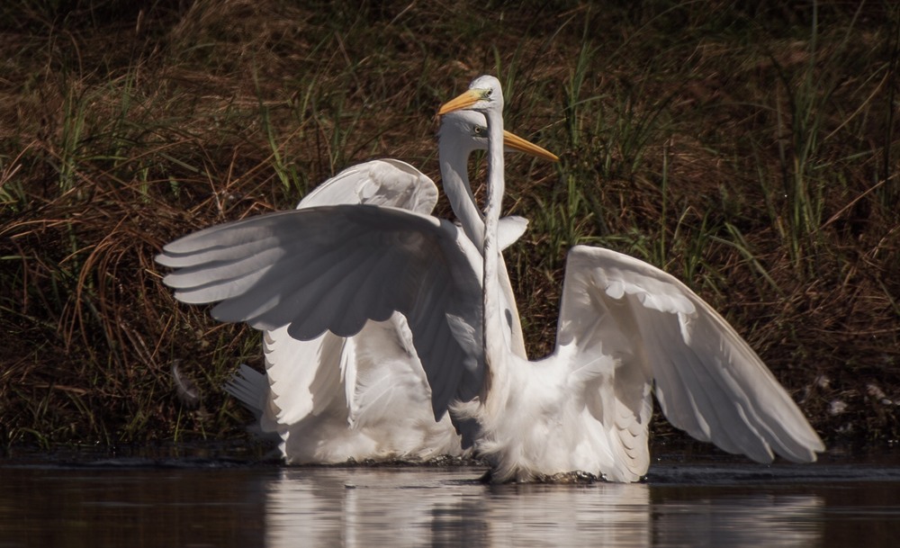 Фотографія ***** / Олександр Ярмошевич / photographers.ua