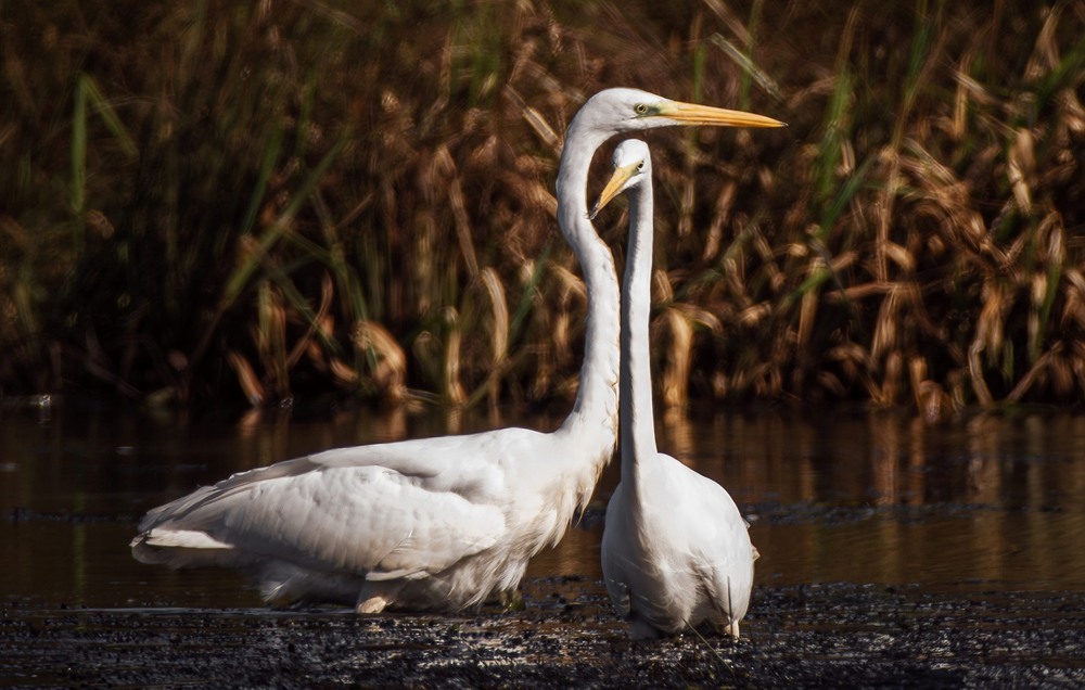 Фотографія Животные / Олександр Ярмошевич / photographers.ua