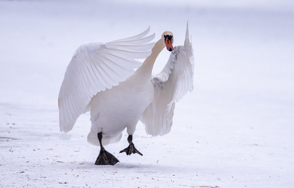 Фотографія Животные / Олександр Ярмошевич / photographers.ua