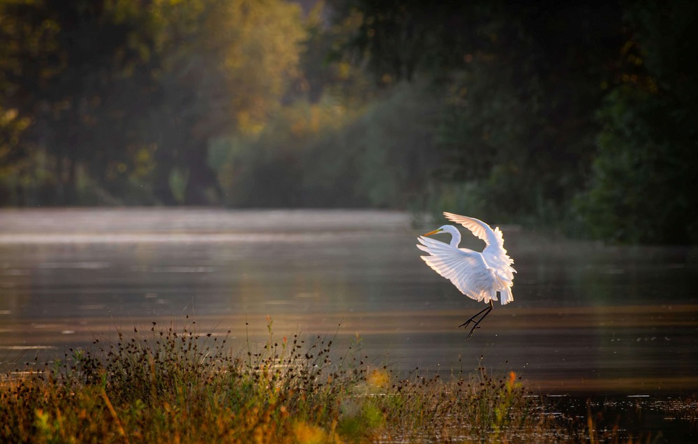 Фотографія Животные / Олександр Ярмошевич / photographers.ua