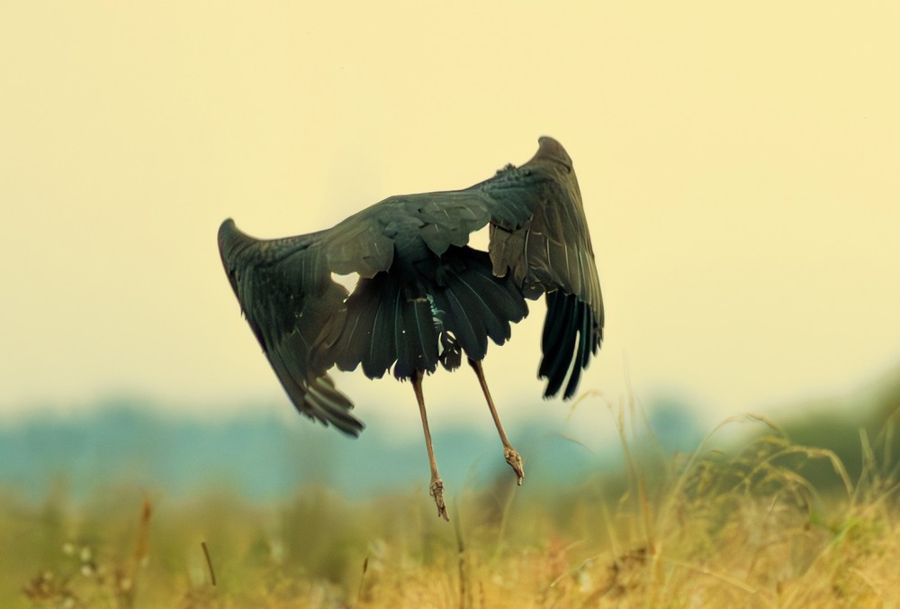 Фотографія Геловін... / Олександр Ярмошевич / photographers.ua