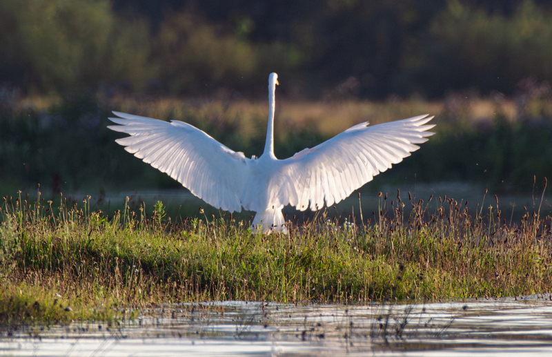 Фотографія Животные / Олександр Ярмошевич / photographers.ua
