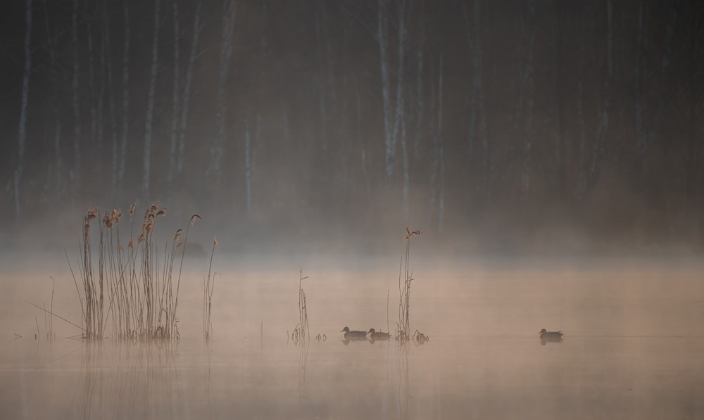 Фотографія Пейзаж / Олександр Ярмошевич / photographers.ua