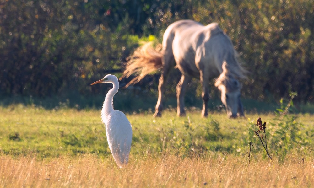 Фотографія Животные / Олександр Ярмошевич / photographers.ua