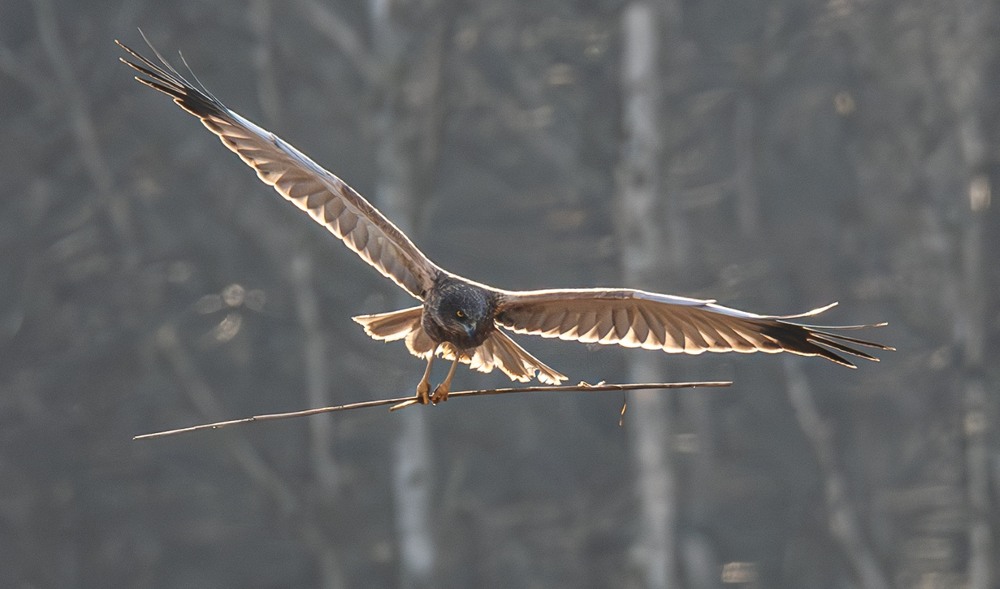 Фотографія Лунь очеретяний... (Circus aeruginosus) / Олександр Ярмошевич / photographers.ua