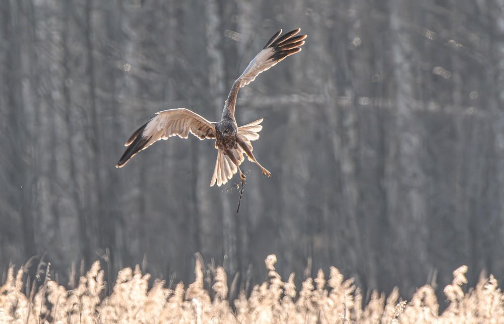 Фотографія Лунь очеретяний (Circus aeruginosus) / Олександр Ярмошевич / photographers.ua
