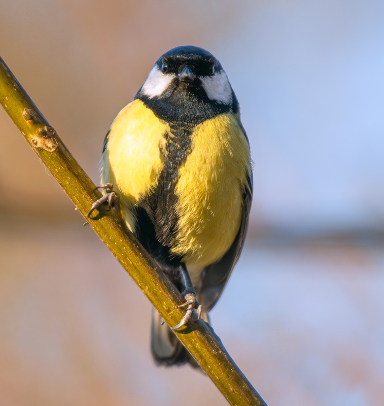 Фотографія Синиця велика ... / Олександр Ярмошевич / photographers.ua