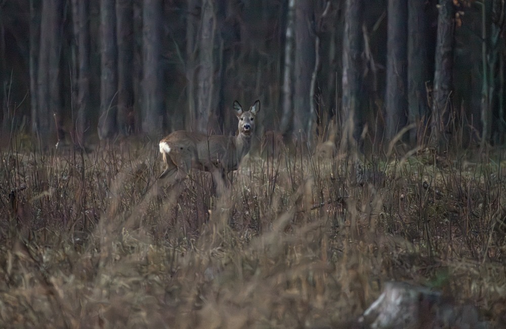 Фотографія Животные / Олександр Ярмошевич / photographers.ua