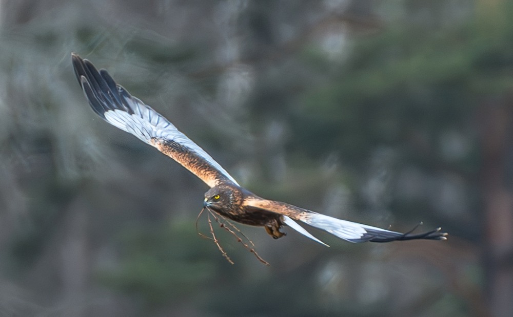 Фотографія Лунь очеретяний... (Circus aeruginosus) / Олександр Ярмошевич / photographers.ua