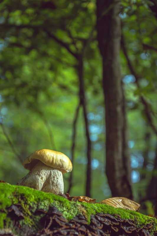 Фотографія Макро / Олександр Ярмошевич / photographers.ua