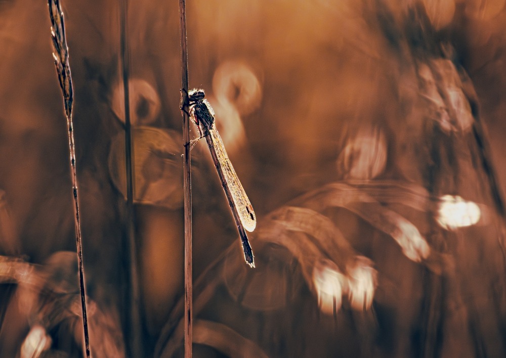 Фотографія ***** / Олександр Ярмошевич / photographers.ua