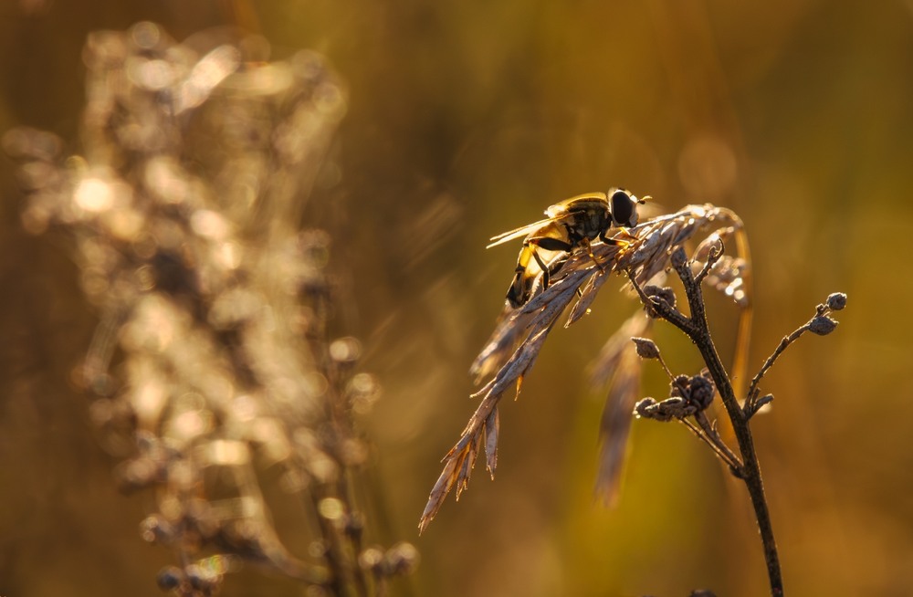 Фотографія ***** / Олександр Ярмошевич / photographers.ua