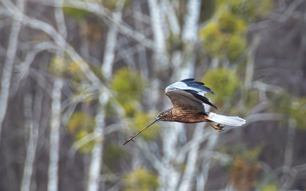 Фотографія Лунь очеретяний... (Circus aeruginosus) / Олександр Ярмошевич / photographers.ua